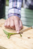 Woman cutting the bottom leaves off of the Dahlia cuttings