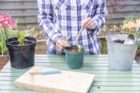 Woman using bamboo stick to help plant Dahlia cuttings in pot