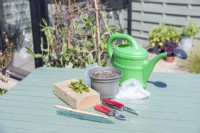 Kiwi cuttings, bamboo cane, secateurs, knife, pot of compost and gravel mixture, watering can and a plastic bag laid out on a table