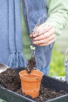 Woman planting rooted Nepeta cuttings in individual pots