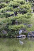 Heron standing on stone on lakeside edge