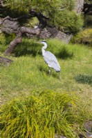 Heron on one of the islands