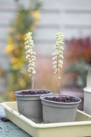 Rooted Pelargonium crispum variegatum cuttings planted in individual pots