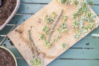 Pelargonium crispum variegatum cutting with leaves removed on wooden board