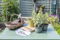 Pelargonium crispum variegatum, trug of compost and grit, pot, plastic bag, knife and scissors laid out on table