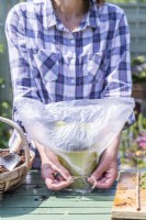 Woman tying plastic bag onto pot with pelargonium cuttings