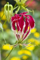 Gloriosa superba 'Rothschildiana'. Flame lily flower. Closeup of flower and bud. July