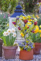 Daffodils and tulips in terracotta pots and heart shaped wreath made of tulips, daffodils, muscari and golden Japanese Euonymus.