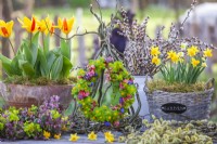 Spring arrangement with tulips in terracotta pot, wreath made of Hacquetia epipactis, Chaenomeles japonica. Muscari and Corydalis, bunch of pussy willow and narcissus in wicker basket.