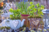 Helleborus odorus growing in teapot and terracotta pot.