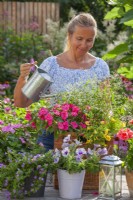 Woman watering bedding flowers in containers including Impatiens, Surfinia, Sutera and Euphorbia.