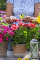 Woman removing spent flowers and infected  leaves from Geranium.