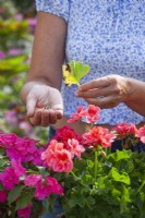 Woman removing spent flowers and infected leaves from Geranium.