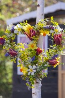 Heart shaped wreath made of tulips, daffodils, muscari and golden Japanese Euonymus hanging from a young birch tree.