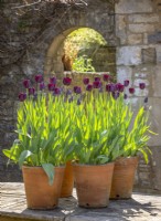 Grouped pots of Tulipa 'Queen of Night' on a table in the courtyard