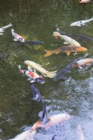Koi carp swimming in pond. 