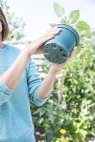 Woman checking underside of Dahlia pot for roots