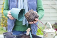 Woman removing Dahlia cuttings from their pot, exposing the roots