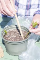 Using a bamboo stick to carefully plant cuttings around the edge of a pot
