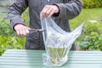 Woman cutting holes in the sides of the bag covering the Pelargonium cuttings