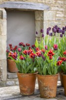 Group of pots displayed on a table in the courtyard. Tulipa 'Queen of Night' and Tulipa 'Slawa' syn. Tulipa 'Muvota'