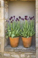 Tulipa 'Queen of Night' in terracotta pots in an stone alcove