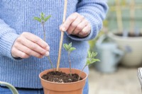 Woman using a bamboo cane to poke the Nepeta cuttings around the edge of a pot