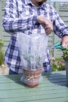 Woman cutting holes in the sides of the plastic bag covering the Nepeta cuttings