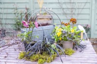 Helleborus, Black mondo grass, narcissus, primulas and moss laid out on table with metal container