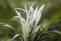 Liriope muscari 'Okina' - Lilyturf
