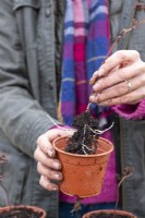 Woman planting sedum cuttings in individual pots