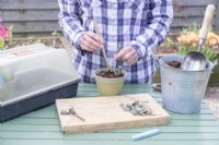 Woman using bamboo stick to help plant sedum cuttings in pot