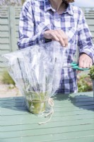 Woman cutting holes in the sides of the plastic bag covering the Rosemary cuttings