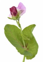 Pisum sativum  'Blauwschokker'  Pea flower and foliage  July
