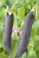 Pisum sativum  'Blauwschokker'  Pea pods  August