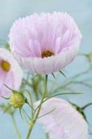 Cosmos bipinnatus  Cupcakes Mixed  One colour from mix  September
