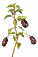 Fuchsia  'Son of Thumb'  Fruit  October
