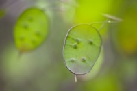 Lunaria annua 'Chedglow' seed heads - Honesty - June