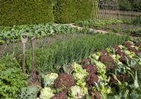 The Vegetable garden at East Ruston gardens in Norfolk  June