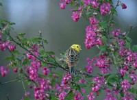 Yellowhammer Emberiza citrinella  in garden perched on Ribes sanguineum flowering currant in Spring
