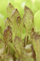 Lactuca sativa  'Intred'  Lettuce seedlings grown for salad leaves  July

