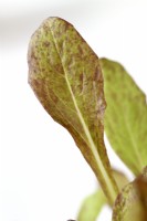 Lactuca sativa  'Intred'  Lettuce seedlings grown for salad leaves  July