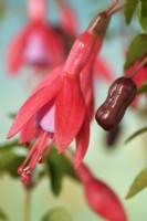 Fuchsia  'Son of Thumb'  Flower and fruit  October