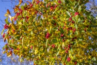 The berries of Crataegus Ã— lavalleei 'Carrierei' AGM - Hybrid cockspur thorn