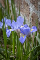 Iris unguicularis syn. Iris stylosa - Algerian iris