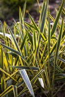Backlit leaves of Yucca filimentosa 'Bright Edge' - Spanish Dagger