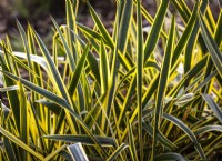 Backlit leaves of Yucca filimentosa 'Bright Edge' - Spanish Dagger