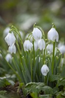Galanthus nivalis 'Flore Pleno' - Double common snowdrop
