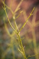 Cornus sericea 'White Gold' AGM syn. Cornus stolonifera 'White Spot' - Red osier dogwood
