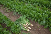Beta vulgaris subspecies -Sugar beet crop Norfolk UK September